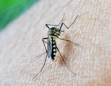 Confirman 440 casos de malaria; dos brotes en trabajadores haitianos en Azua y San Juan