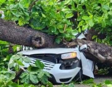 Hombre fallecido al caerle &aacute;rbol iba a recoger el ni&ntilde;o al colegio