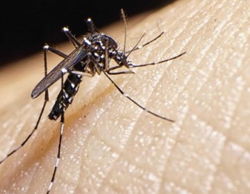 Brote de chikungunya de 2014 afect&oacute; a m&aacute;s de 500 mil dominicanos