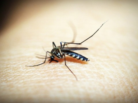 Registran m&aacute;s de 3 mil con sospecha dengue en un mes