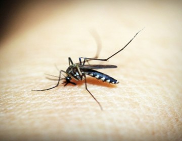 Registran m&aacute;s de 3 mil con sospecha dengue en un mes