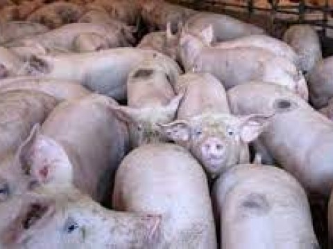 30 Mil cerdos han sido sacrificados por la peste porcina africana en