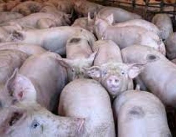 30 Mil cerdos han sido sacrificados por la peste porcina africana en