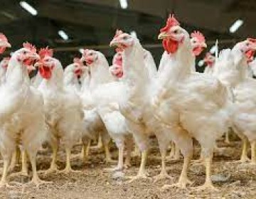 Ministro de Agricultura dice ya est&aacute;n llegando los contenedores de pollos para abastecer a la poblaci&oacute;n