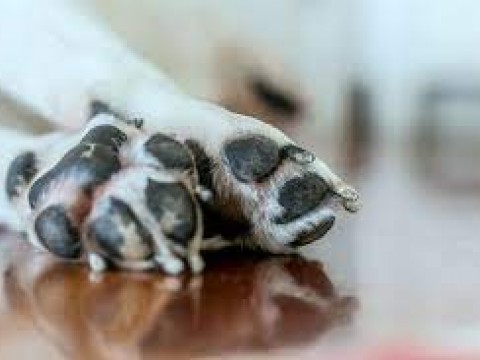 Mujer denuncia vecino le dio un machetazo al perro de su hija