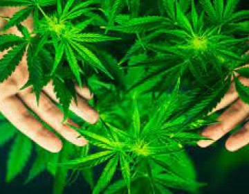New York legaliza la Marihuana