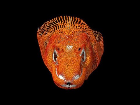 Descubren que el varano m&aacute;s grande del mundo lleva casco