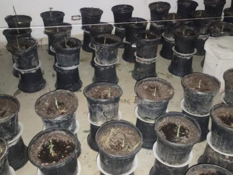 Desmantelan vivero y laboratorio clandestino de presunta marihuana en Pedernales