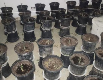 Desmantelan vivero y laboratorio clandestino de presunta marihuana en Pedernales