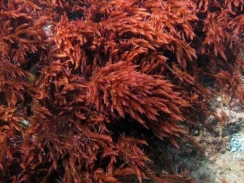 Investigaci&oacute;n destaca la importancia de algas coralinas para combatir el cambio clim&aacute;tico