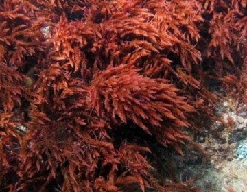 Investigaci&oacute;n destaca la importancia de algas coralinas para combatir el cambio clim&aacute;tico