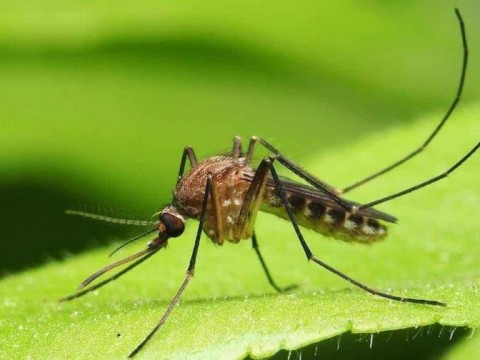 Rep&uacute;blica Dominicana detecta virus "Oropouche&rdquo;