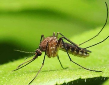 Rep&uacute;blica Dominicana detecta virus "Oropouche&rdquo;