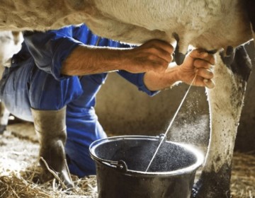 Detectan el virus de la gripe aviar en muestra de leche cruda en California