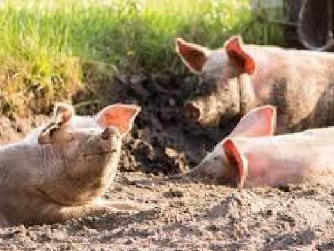 Fiebre porcina est&aacute; controlada, seg&uacute;n el Ministerio de Agricultura