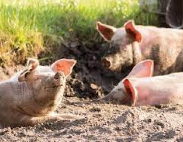 Fiebre porcina est&aacute; controlada, seg&uacute;n el Ministerio de Agricultura