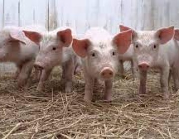 Alertan sobre riesgo alimentario por peste porcina en Am&eacute;rica