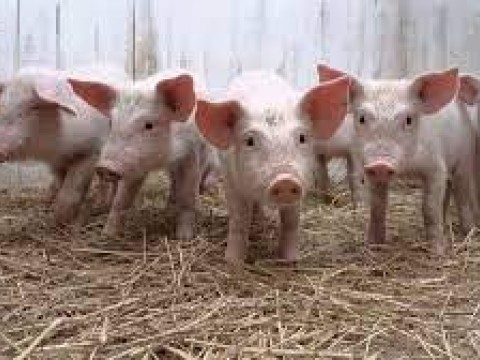 Alertan sobre riesgo alimentario por peste porcina en Am&eacute;rica