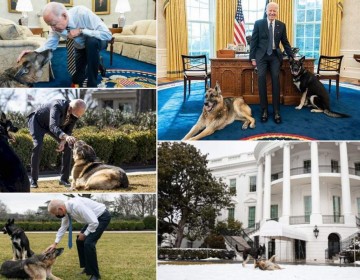 Biden manda sus perros a Delaware tras el ataque a un miembro de su seguridad