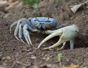 Anuncian veda de captura y comercializaci&oacute;n de cangrejos, langostas y otras especies