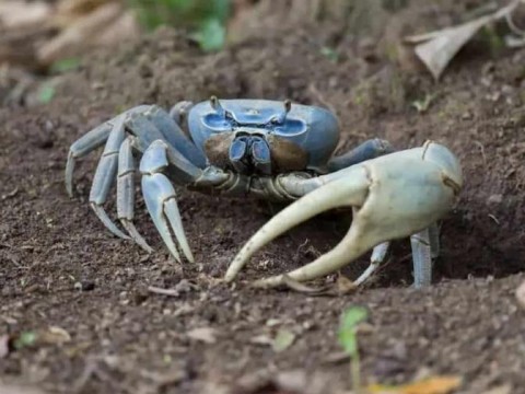 Anuncian veda de captura y comercializaci&oacute;n de cangrejos, langostas y otras especies