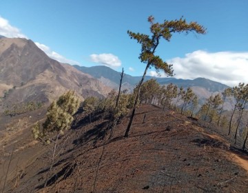 Medio Ambiente restaurar&aacute; zonas afectadas por fuego en Parque Nacional Jos&eacute; del Carmen Ram&iacute;rez