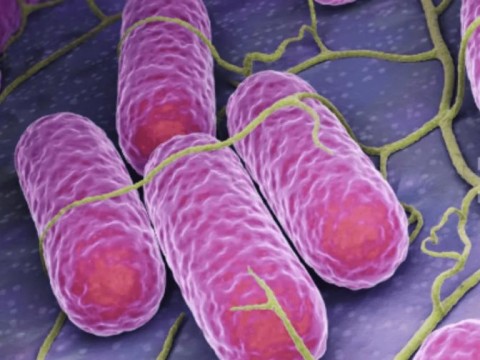 Francia relaciona 72 casos de salmonela con un queso de una granja vendido en mercados