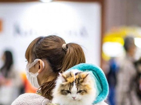 Crean una aplicaci&oacute;n en Jap&oacute;n para reconocer el dolor de los gatos