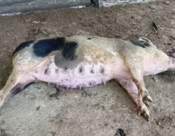 Gobierno inicia matanza y sepultura de cerdos en Dajab&oacute;n para evitar propagaci&oacute;n de la fiebre porcina