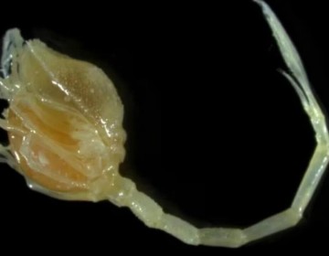 Descubren unas cien nuevas especies marinas en las profundidades oce&aacute;nicas neozelandesas