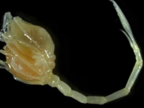 Descubren unas cien nuevas especies marinas en las profundidades oce&aacute;nicas neozelandesas