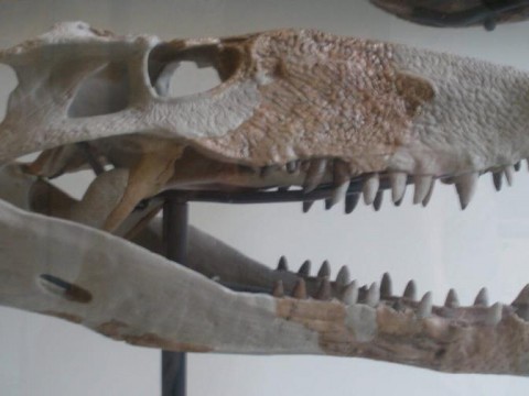 Descubren f&oacute;siles de un antiguo depredador prehist&oacute;rico en Sabana Grande de Boy&aacute;