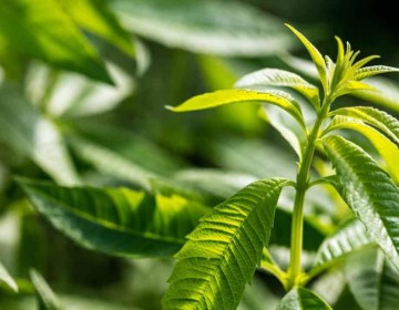 La OMS busca dar una base cient&iacute;fica a la medicina tradicional