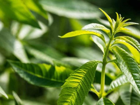 La OMS busca dar una base cient&iacute;fica a la medicina tradicional