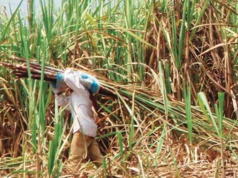 Proyecto de ley propone importar alimentos sin pago de arancel por seis meses, en emergencia