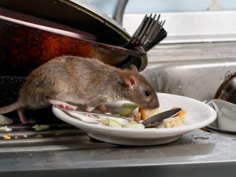 Edificio en Harlem se enfrenta a una plaga de ratas