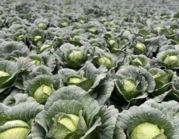 Bajos precios y costos disparados ponen contra la pared a agricultores de Constanza y Tireo