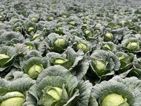 Bajos precios y costos disparados ponen contra la pared a agricultores de Constanza y Tireo
