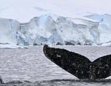 La Ant&aacute;rtida, el term&oacute;metro mundial sobre la contaminaci&oacute;n con micropl&aacute;sticos