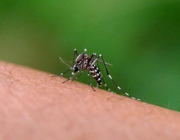 Factores clim&aacute;ticos: clave detr&aacute;s de baja incidencia del dengue en RD