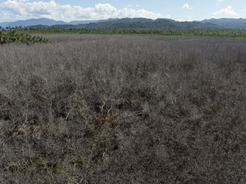 Da&ntilde;o a manglares en Saman&aacute; conllevar&iacute;a sanciones de hasta 10 a&ntilde;os de c&aacute;rcel
