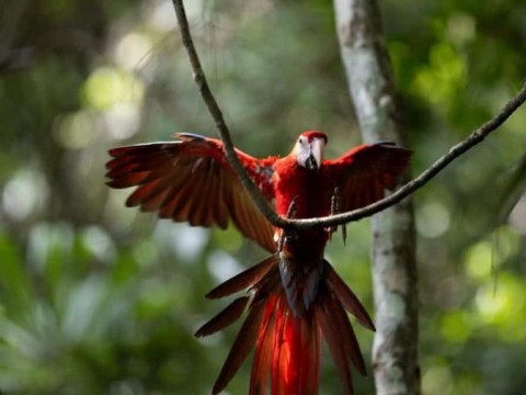 Liberan diez guacamayas rojas, en peligro de extinci&oacute;n, en la selva maya de Guatemala