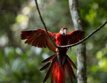 Liberan diez guacamayas rojas, en peligro de extinci&oacute;n, en la selva maya de Guatemala