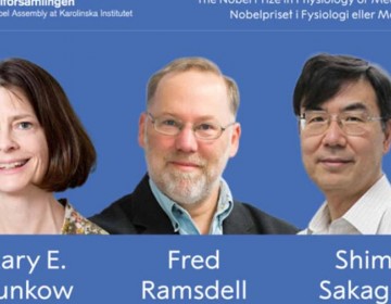 El Nobel de Medicina premia la investigaci&oacute;n sobre el control del sistema inmunitario