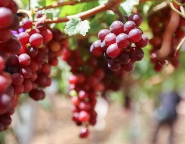 Uvas de mesa, un cultivo con potencial de liderar exportaciones agropecuarias en pr&oacute;ximos tres a&ntilde;os