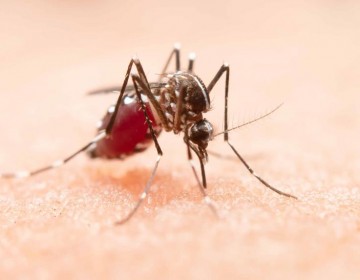 Casos de dengue, malaria y leptospirosis superan cifras en comparaci&oacute;n a 2022