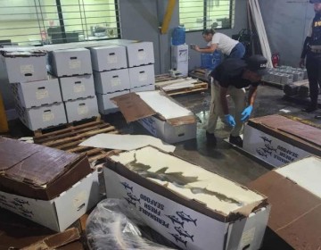 Quer&iacute;an camuflarla entre pescados, pero era coca&iacute;na: DNCD frustra env&iacute;o de 58 kilos a Miami