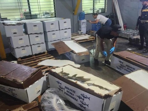 Quer&iacute;an camuflarla entre pescados, pero era coca&iacute;na: DNCD frustra env&iacute;o de 58 kilos a Miami