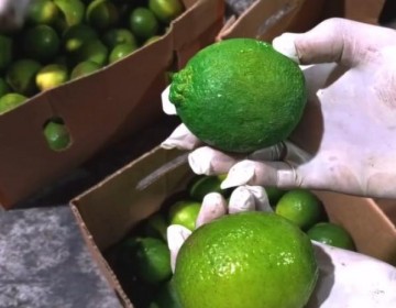Ocupan162 limones de cer&aacute;mica rellenos de coca&iacute;na que ser&iacute;an enviados a B&eacute;lgica