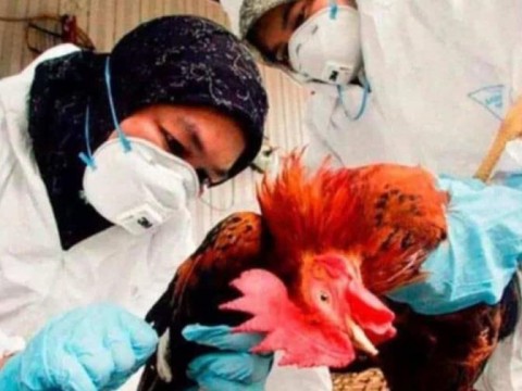 OMS aclara que reciente muerte en M&eacute;xico de un paciente no es atribuible a la gripe aviar